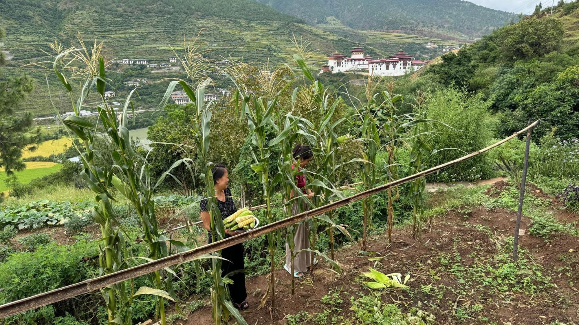 Wangdue Ecolodge Wangdue Phodrang Buitenkant foto