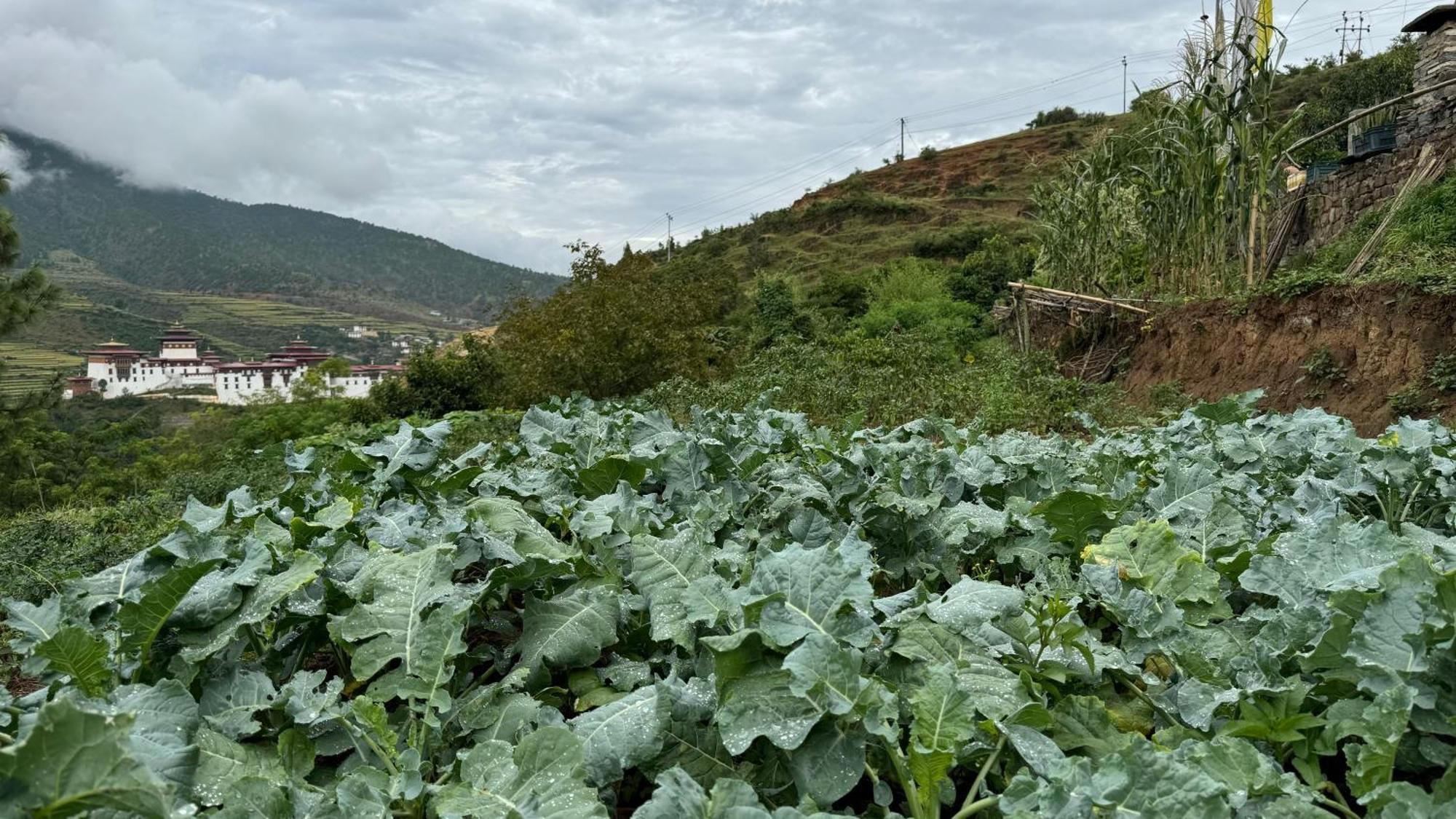 Wangdue Ecolodge Wangdue Phodrang Buitenkant foto