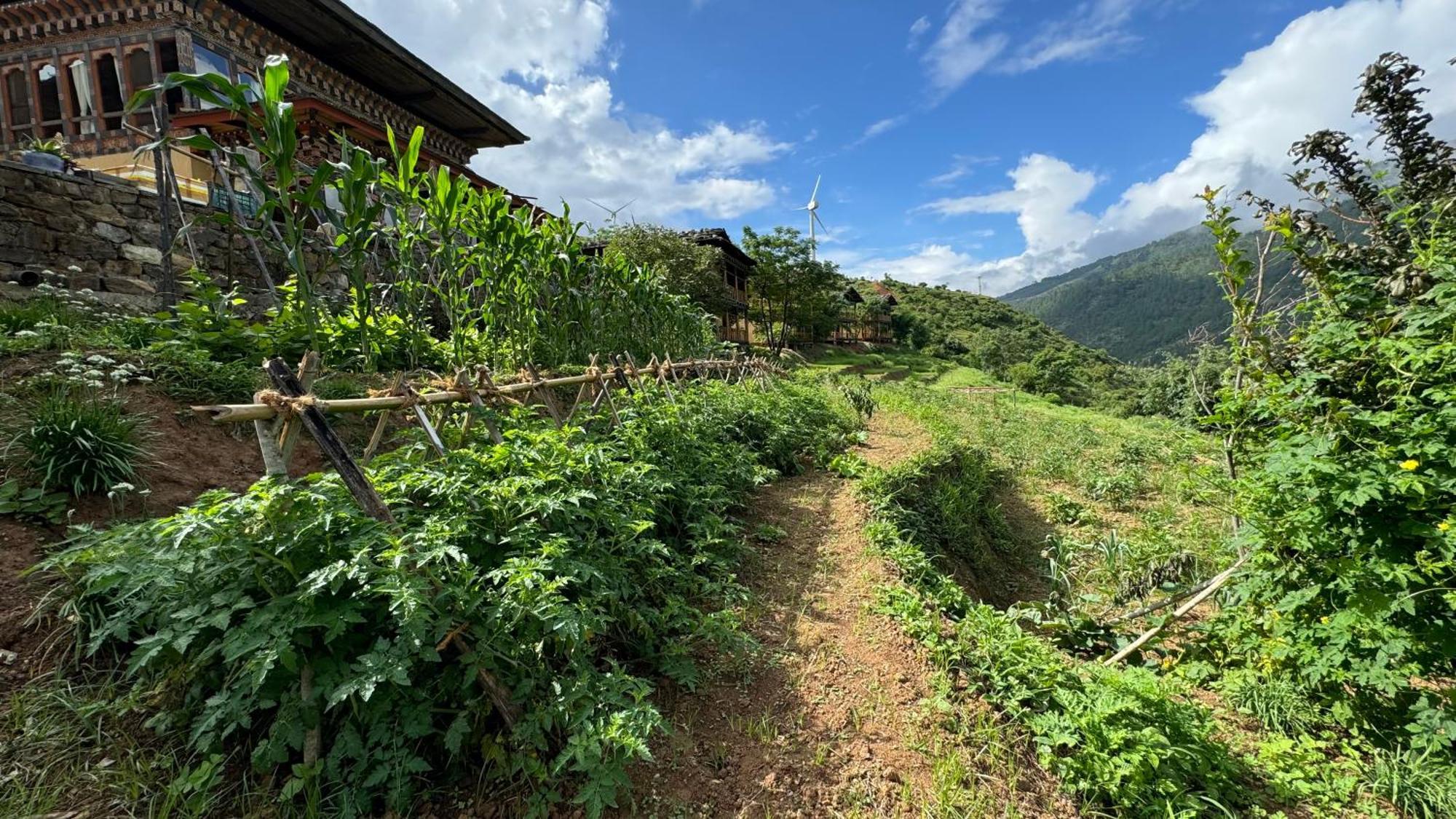 Wangdue Ecolodge Wangdue Phodrang Buitenkant foto