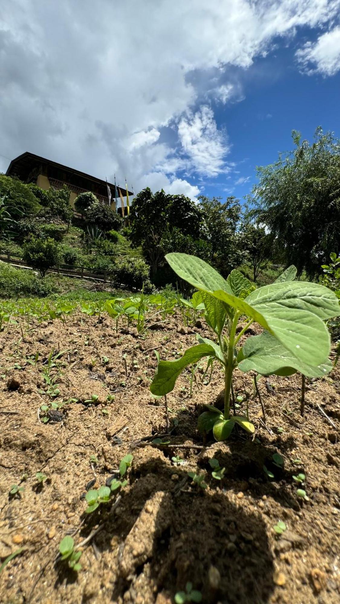 Wangdue Ecolodge Wangdue Phodrang Buitenkant foto